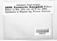 Uromyces amygdali image